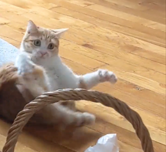 Chatte rousse et blanche sur un parquet. Elle est sur le dos, prise sur le vif en train de basculer sur le côté, les yeux écarquillés et inquiets ou ahuris, les pattes aux doigts écartés. Au premier plan se trouve l'anse d'un panier en osier. Les pattes de la chatte semblent tendues vers ce panier, comme pour l'attraper