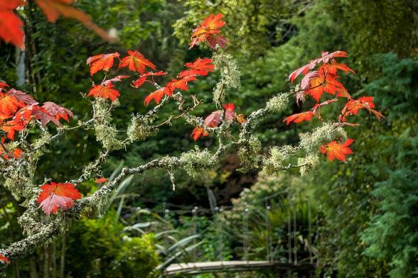 A close-up photograph of a branch with bright red leaves and a fuzzy green moss-like substance growing on it. In the background, out of focus, is a suspension footbridge leading into lush green forest foliage. The sunlight hits the leaves, making them stand out against the darker background.
