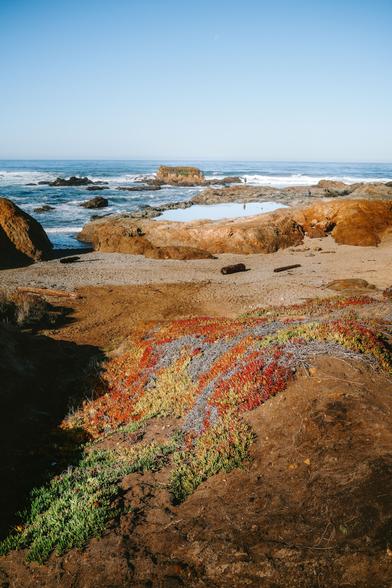 Colorful succulents cover rocky terrain by the ocean, with waves crashing in the background under a clear blue sky.