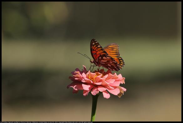 A Gulf fritillary (Agraulis vanillae) butterfly was pollinating a Zinnia cultivar in Norman, Oklahoma, United States on July 28, 2025. Although there are native plants in Oklahoma that are members of the Zinnia genus, this one is likely more closely related to Zinnia plants in Mexico.