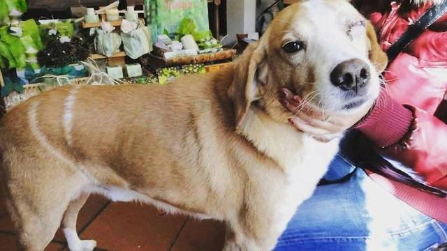 Una fotografia del cane Giacomo.