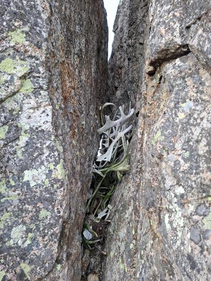 Poron sarvia ja muita luita seitakiven välissä.