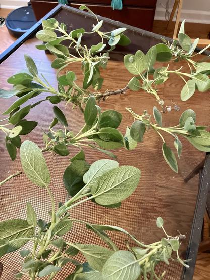 A black rectangular window screen covered with a scattering of fresh green sage leaves hovers above a brown wood floor.