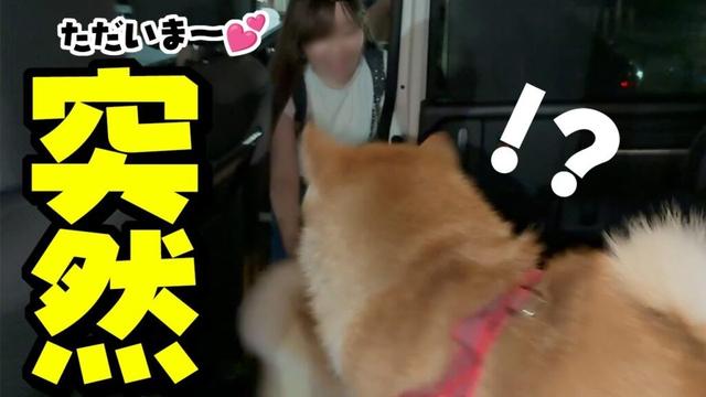 突然、旅行中の筈の娘が車に乗って来たら柴犬姉妹の反応は…3日ぶりの再会へ