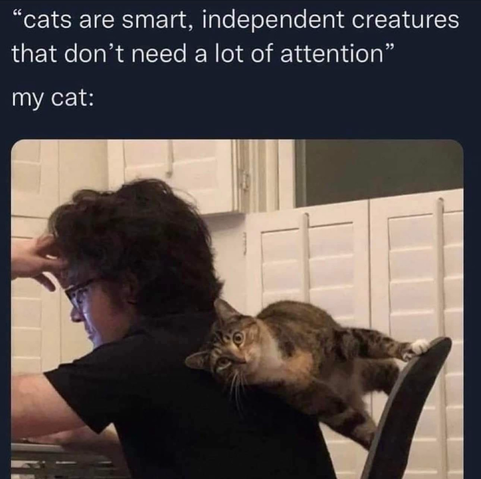 A cat has inserted himself between the back of his owner and his chair. Captioned:  "cats are smart, independent creatures that don't need a lot of attention" my cat: