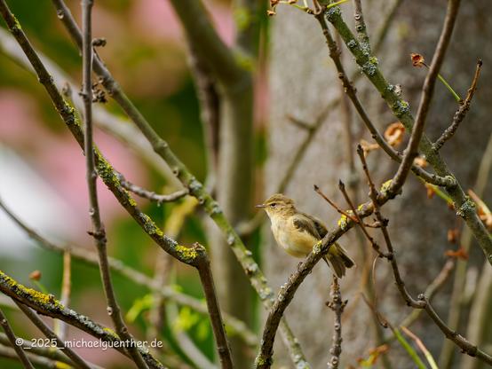 Ein Zilpzalp der sein Gefieder nach einem kleinen Bad trocknet.