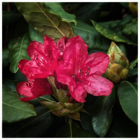A close-up shot of a cluster of bright pink or fuchsia rhododendron flowers. The main focus is on two fully-bloomed flowers with delicate petals and long stamens. A few small water droplets are visible on the petals. To the right, a large, green bud is just beginning to unfurl. The flowers are surrounded by large, dark green leaves, some of which appear slightly brown or wilted at the edges. The image has a rich, deep colour and a soft light.