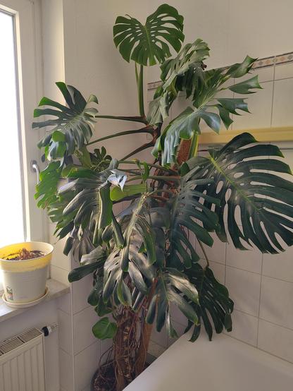 2,20m großes Fensterblatt im hellen Bad