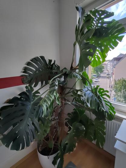 2,30m hohes Fensterblatt im hellen Schlafzimmer