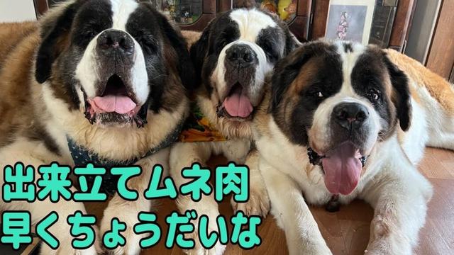 【セントバーナード】出来立て熱々鶏むね肉ほぐしの匂いに誘われて、集まってくるセントバーナード三頭が可愛すぎる