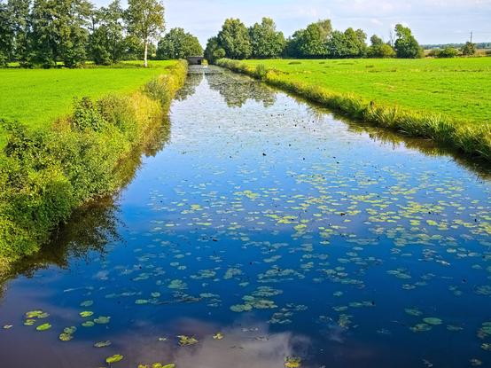 I look out onto a canal. Water lily leaves float on it. The sky is reflected in the water; it is blue. Meadows can be seen to the left and right, with a bridge and trees in the background. The sun is shining.