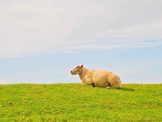 Here you can see a typical East Frisian 🤭 A white sheep is lying relaxed on top of a dyke. It is looking to the left and eating.