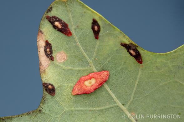 Lobe of an oak leaf with five galls that look like inflatable kayaks, one of which is a mottled red with a yellow interior. The other four are smaller, almost black, and are probably dead.