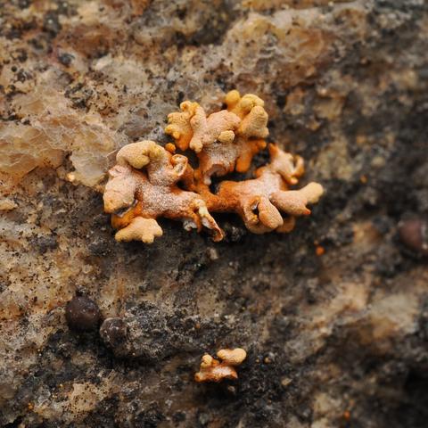 A very close-up photo of a lumpy, curly orange little lichen growing on an orange, tan, and black rock.