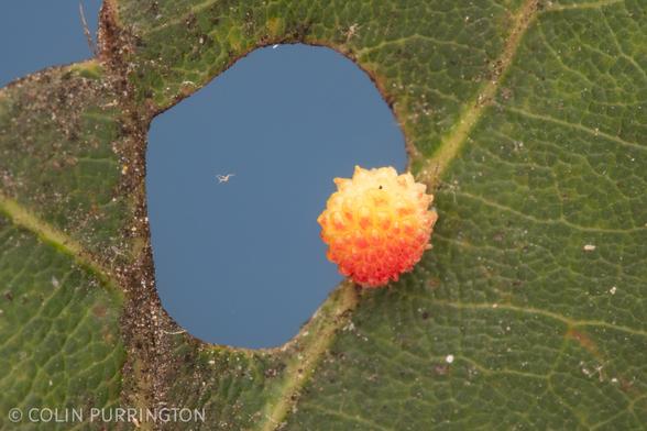 Spherical, orange-and-yellow gall with dozens of fleshy cells that look like a fancy raspberry. Attached to a green oak leaf along a yellow-colored vein.
