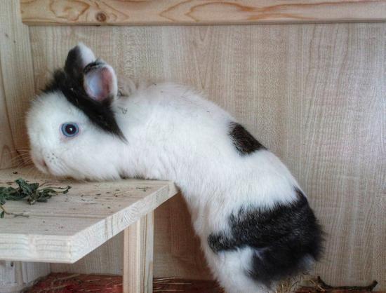 A close-up side profile of a small pet rabbit with white and black fur, perched on the edge of a small wooden platform inside an enclosure. The rabbit has striking blue eyes and a small, pink nose. Its fur is mostly white on its body and face, with a large black patch on its back and a smaller black mark on the top of its head, which also covers its left ear. A few green leaves are visible on the platform to the left of the rabbit's head. The background is a light-coloured wooden wall.