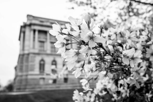 Close-up of cherry blossoms in a tree behind the Library of Congress.