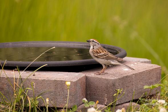 A red-capped sparrow with a bold black eyeline stands by a low-level birdbath.