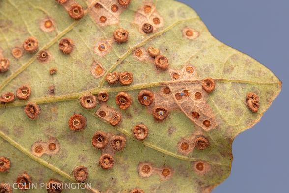 Underside of an oak leaf covered with dozens of brown, hairy, donut-shaped galls.