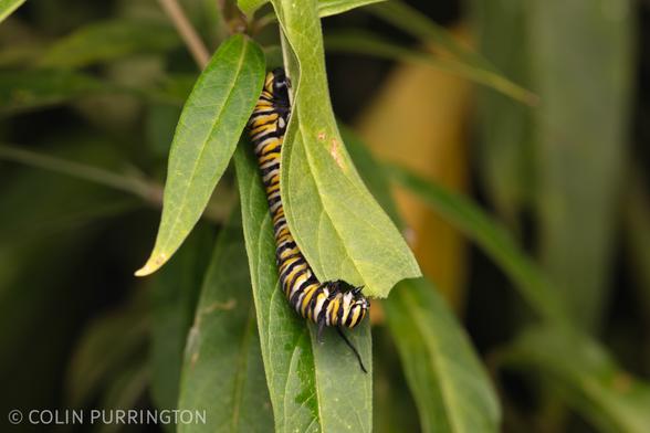 Caterpillar with yellow, white, and black bands munching upside down on a lanceolate leaf.