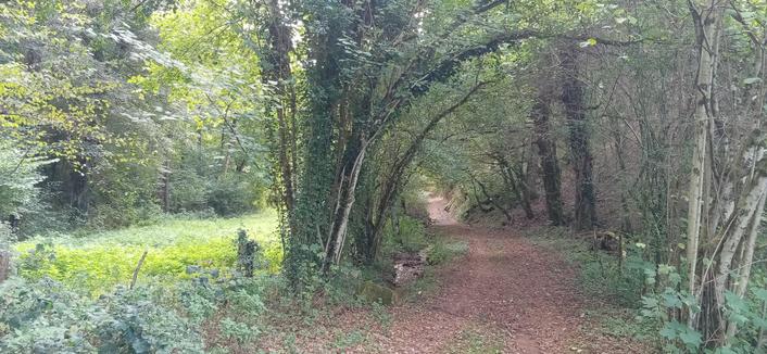 Passage du circuit en sous bois. Les arches font comme une arche de verdure