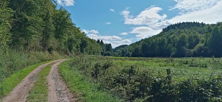Le chemin s'avance doucement vers la forêt