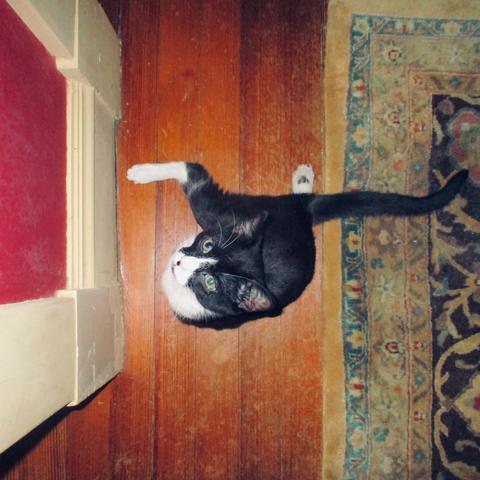 Top-down, square photograph of a one-year-old "Tuxedo" patterned cat (black and white), seated on a section of hardwood flooring, between the wall and an oriental rug, and facing left.

The cat supports itself on its front paws, with its rear legs somewhat scattered. His "passenger side" leg is thrust a bit forward, then bends perpendicularly, with the end of the paw at a 90º angle to that (looking a bit like a kick-stand support). His "driver side" leg is folded beneath his backside, and sticking out from near the start of the tail, that leg's paw emerges from the underside, toe-bean side facing upwards.

This irregularity stems from his lack rear hip sockets. This condition has not stopped him from being (sometimes) more mobile than an overseer might prefer.