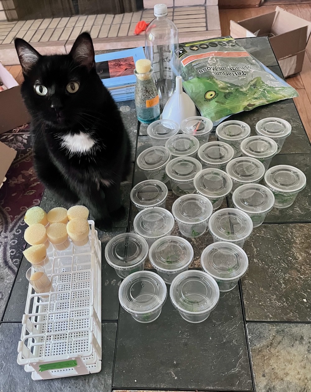 Cat standing among a new generation of spiderlings