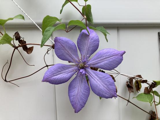 Large well formed 6 petaled light purple clematis against a white fence.