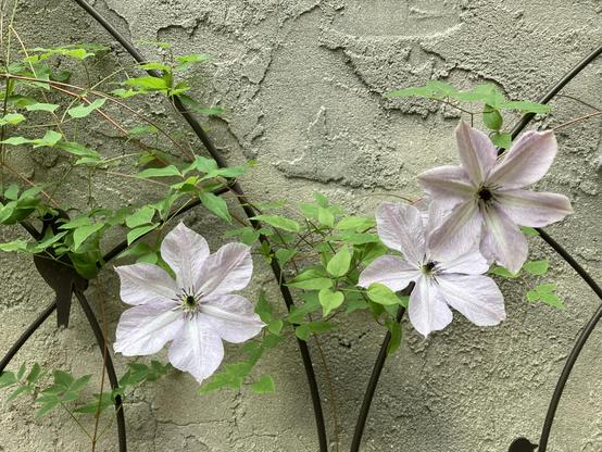 3 very light mauve 6 fat petalled clematis with a dark center. background is a metal lattice and sandy masonary wall.