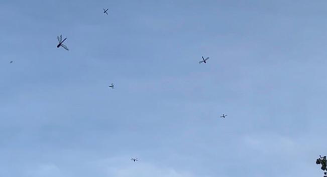 Mehrere Libellen fliegen in der Luft, dahinter ein bewölkter Himmel.
