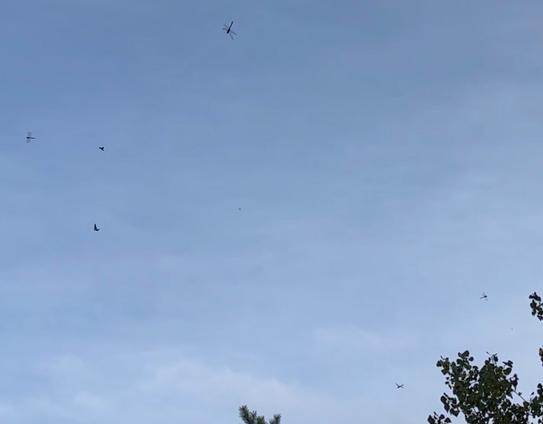 Mehrere Libellen fliegen in der Luft, dahinter ein bewölkter Himmel.