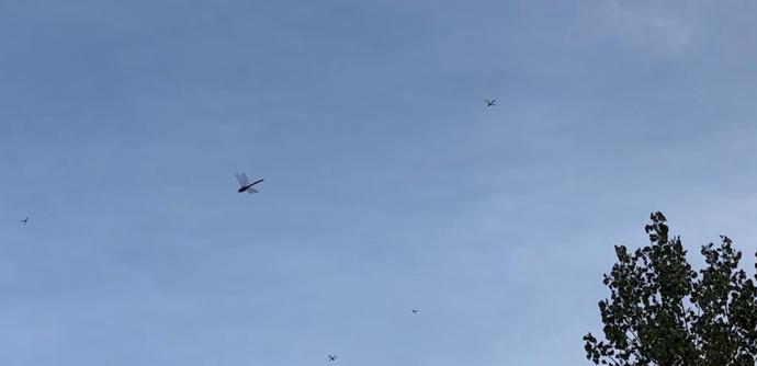 Mehrere Libellen fliegen in der Luft, dahinter ein bewölkter Himmel.