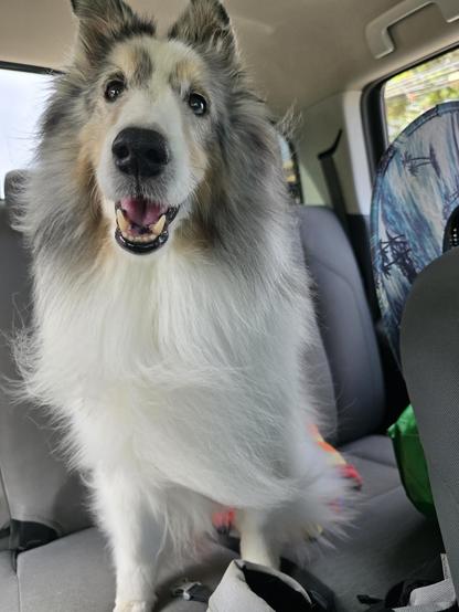 A dog smiles in the backseat of a truck.