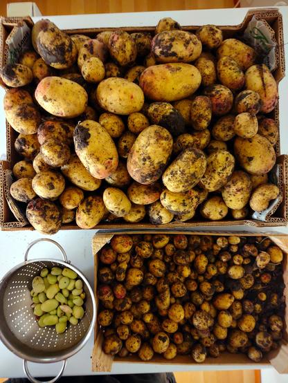 Kuvassa valkoisen arkkupakastimen päällä kuvan yläosassa iso perunalaatikko jossa on multaisia isohkoja (wannabe isoja :D) perunoita ja alempana pienempi laatikko jossa pienempiä perunoita. Sen vasemmalla puolella metallisessa huuhteluastiassa kuorittuja papuja.