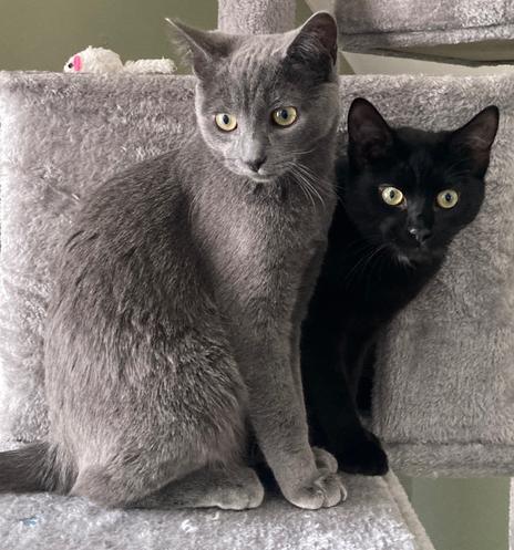 Magic and Chroma puss
