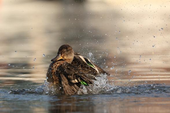 A photo of a Eurasian teal splashing water over itself on a sunny day in September 2025.