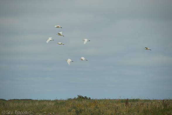 A photograph of 8 Cattle Egret against a cloudy sky, green grass borders the bottom of the photo.