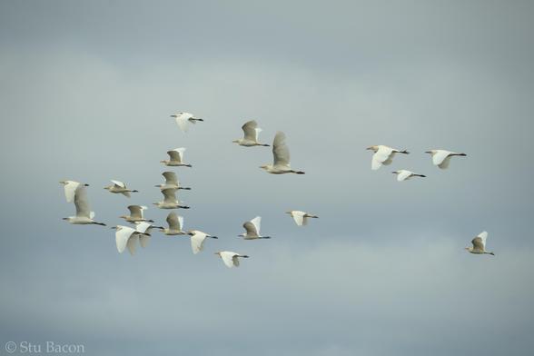 A photograph of 21 Cattle Egret against a cloudy sky.