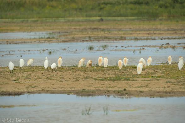 A photograph of 17 Cattle Egret resting on a mud bank.