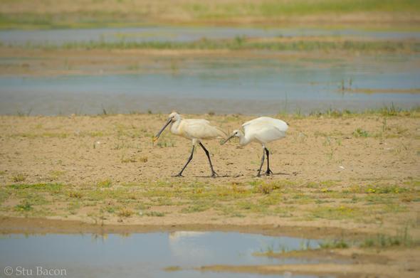 A photograph of and adult and juvenile Spoonbills. The juvenile is following the adult looking to be fed.