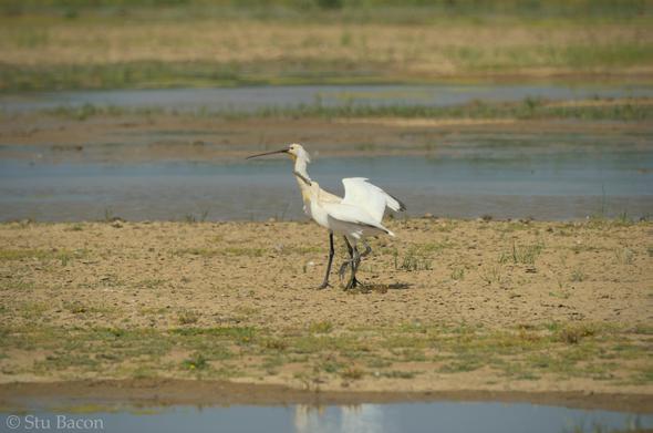 A photograph of a juvenile Spoonbill looking up to its parent trying to be fed.