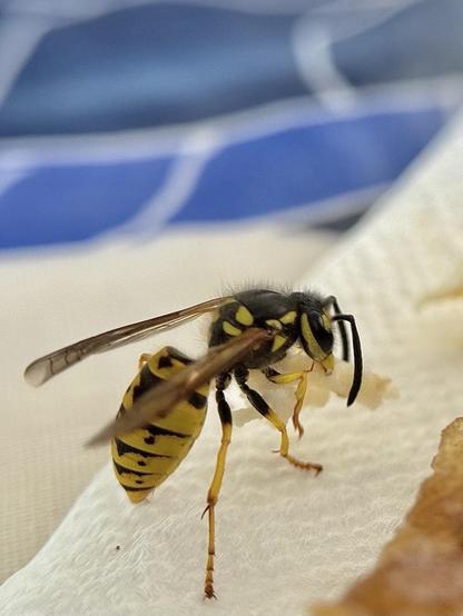 A wasp cuts with its mandibles a piece of chicken that it will carry to the larvae of its nest.