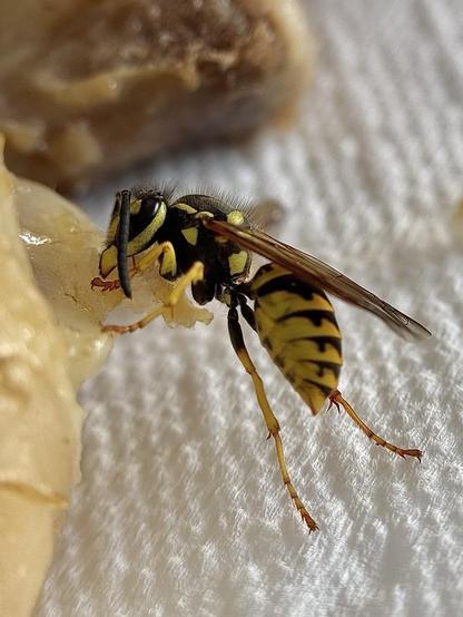 A wasp cuts with its mandibles a piece of chicken that it will carry to the larvae of its nest.