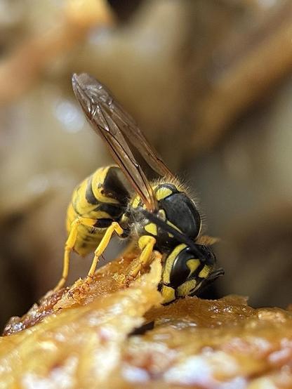 A wasp cuts with its mandibles a piece of chicken that it will carry to the larvae of its nest.