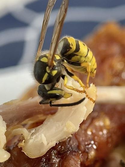 A wasp cuts with its mandibles a piece of chicken that it will carry to the larvae of its nest.