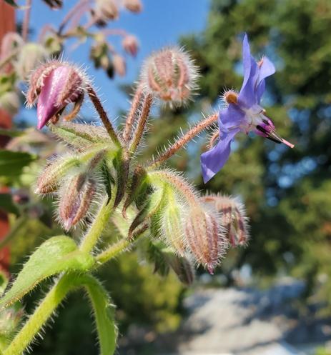 Close-up view of a borage plant with various stages of development. A single, vibrant blue, star-shaped flower is in full bloom, while several developing buds in different shades of pink and purple surround the open flower, all covered with fine, spiky hairs. The plant's stems are green and covered in similar hairs, and the background includes a blurred blue sky and hints of green foliage.
