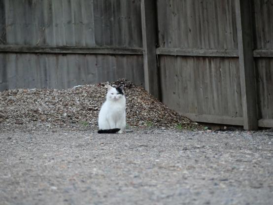 Young cat with mostly white body with black tail and ear/part of face), in the corner of a yard in Mid Suffolk