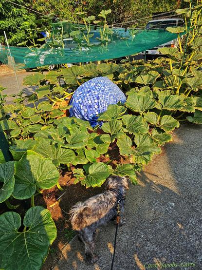 Jack ( the very large pumpkin) is afraid of sunburns, so hides under a shade and a blue printed beach robe surrounded by large pumpkin vine leaves.Monty, a small gray dog, checks the pumpkin patch out from the sidewalk next to it.