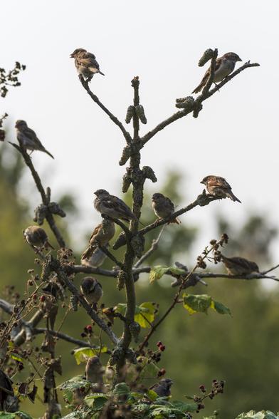 at least 13 house sparrows perched on a leafless pine tree with dry pine cones sticking out of the branches. Many of the sparrows are chewing on seeds.